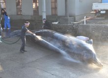 ツチクジラ初水揚げ　体長８・６１メートル、地域住民ら解体作業見守る　南房総・和田漁港