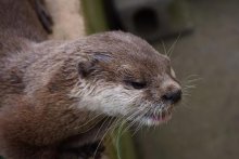 １９歳のコツメカワウソ「ミモ」天国へ　人間なら１００歳以上　アロハガーデンたてやま