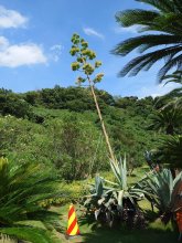 リュウゼツラン咲いた！　館山道の市原サービスエリア　数十年に１度開花、観察を設置