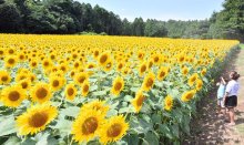 真夏に鮮やか“黄色のじゅうたん”　多古で９万本のヒマワリ見頃