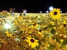 夏のイルミネーション！涼感５０万輪のヒマワリ畑　袖ケ浦・東京ドイツ村