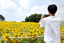 夏空にヒマワリ１２万本　八街「市の花」県道沿い畑