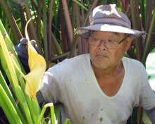 貴重なサトイモの花咲いた！　猛暑影響？本州ではまれ　勝浦、高橋さんの畑で