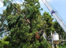 災害に強い森づくり　大規模停電教訓「予防伐採」　いすみ市、危険木を独自抽出　【災禍に備える　房総半島台風・豪雨５年】