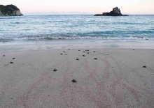 子ガメ、力強く大海原へ　鴨川シーワールド保護の卵ふ化