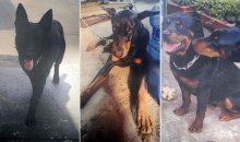 【速報】シェパードなど大型犬３頭逃走　住民に注意呼び掛け　千葉・四街道