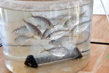 「世界一うまい魚」養殖　魚のプロ高評価、海外進出も　さかなドリーム（館山市）　【ちばの元気企業】