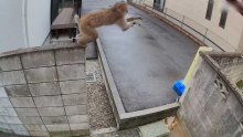 【動画あり】塀の上を器用に渡り…習志野市の住宅で１０月にサルの姿を撮影　千葉県北西部で目撃相次ぐ