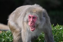 ディズニー敷地内にサル出没　千葉県北西部で１０月から目撃相次ぐ　浦安市「近づかずに通報を」