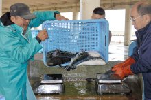 トラフグ初水揚げ　今年も２２６キロの豊漁　いすみ大原漁港