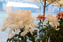 酷暑負けず鮮やかに　８日まで菊花展　山武