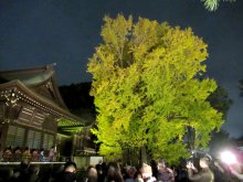 夜空に映える千本イチョウ　３０日、１２月１日ライトアップ　市川・葛飾八幡宮