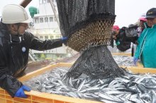 サンマ初水揚げ、既に昨年の４倍　銚子漁港　近年不漁の中「一番良い」