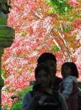 【写真複数あり】燃ゆる庭園、優美な調べ　成田山公園で「紅葉まつり」