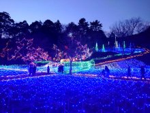 森に広がる光、幻想的に　自然公園恒例イルミ　市原　【師走スケッチ２０２４】