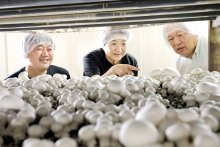 国内シェア１位、自慢の品　芳源マッシュルーム（香取市）　【輝く！千葉の企業　日本政策金融公庫レポート】（１１９）