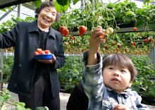 ２０２４～２５年　千葉県内年末年始ガイド・いちご狩り