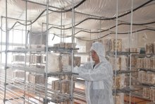 ビタミンＤの原料に活用　雇用創出や活性化に期待　廃校にキクラゲ栽培拠点整備　館山　【回顧２０２４　取材メモから】