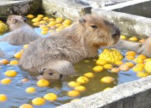 カピバラ親子ぽかぽか　冬至にゆず湯　赤ちゃん初入浴　館山