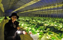 【動画あり】星空の下でイチゴ狩り　幻想イルミ、非日常を演出　香取・ザファーム「ロマンチックな夜を」