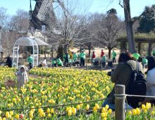 冬に"春"咲く　鮮やかアイスチューリップ見頃　ふなばしアンデルセン公園