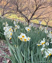 純白の花かぐわしく　鋸南、スイセン見頃