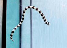 海の”ヘビ”たち大集結　干支ちなんだ生き物紹介　鴨川シーワールド