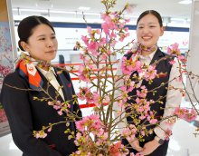 一足早い春の便り　琉球寒緋桜の切り花空輸　成田空港