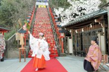 「ビッグひな祭り」２２日開幕　勝浦　市内全域に２万体、人形飾り成功祈願