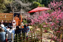 春の訪れ告ぐ梅見頃　演奏や野点との競演も　成田山公園３月２日まで