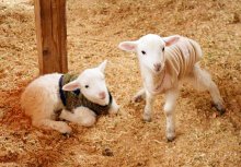 ふわふわ愛くるしい姿　赤ちゃんヒツジ、成田ゆめ牧場で誕生　