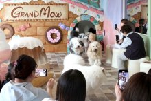 もふもふの癒やしお届け　大型犬カフェ「ＧＲＡＮＤＭＯＵ」　木更津に３日移転オープン　新たな観光スポットへ期待　犬の幸せ第一に