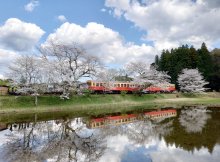 水面に映る春模様　桜、列車、菜の花も　市原・小湊鉄道沿線