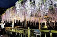 藤の花、昼夜彩る　ライトアップで幻想的に　銚子・妙福寺