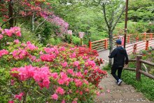 ツツジの季節到来　色鮮やか４千本　赤やピンク、新緑に映える　香取・小見川城山公園