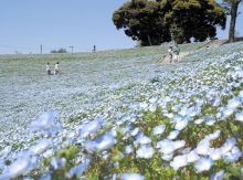 青の絶景そよ風に揺れ　ネモフィラ１００万本が見頃　富津・マザー牧場　