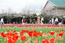 春色チューリップ続々　匝瑳・のさか花の広場