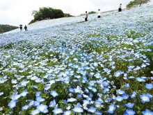 色とりどり、咲き競う　ネモフィラ、リビングストンデージー、ルピナス　袖ケ浦・東京ドイツ村