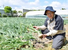 白子特産求め客続々　たまねぎ狩りスタート　甘くみずみずしい　３１日まで
