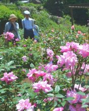 鮮やかバラ香りも比べて　佐倉草ぶえの丘でローズフェス
