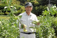 旬のソラマメどうぞ　畑で収穫体験と即売　いすみで１７、１８日