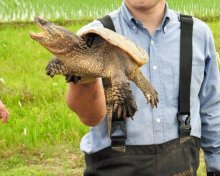 カミツキガメ５年で半減を　捕獲目標、大幅引き上げへ　印旛沼流域、恒例作戦始動