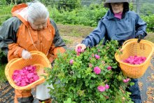 食香バラ収穫最盛期　甘い香り食べても美味　大多喜の特産化へ