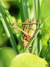 キリギリス　安らぎ覚える鳴き声　成田篤彦　【房総の草木虫魚】（４４７）