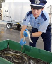 成田空港ウナギ輸入ピーク　「土用の丑」へ続々到着　続く高値、取引規制懸念も