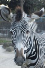 シマウマ「カエデ」死ぬ　千葉市動物公園