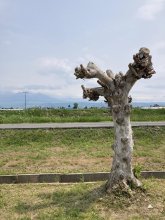 北へ、新たな旅立ち　北海道・富良野への旅（１）　【鳥光宏の旅と文学】（１２）
