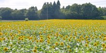 “夏一色”　成田ゆめ牧場　ヒマワリ畑、じゃぶじゃぶ水広場