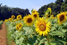 夏の太陽、咲き誇る　里山自然公園でヒマワリ５万本見頃　佐倉