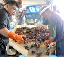 【動画あり】「伊勢エビの夏」始まる　初日まずまず１・４トン　高級食材、初水揚げ　大原漁港